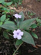 Ruellia puri