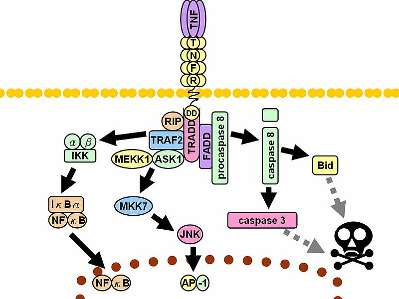 File:TNF signaling.jpg