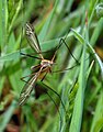 Deutsch: Schnake English: Crane fly