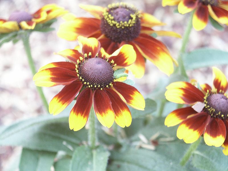 File:Yellow and brown flowers.jpg