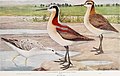 winter plumage; breeding plumage Female; breeding plumage Male