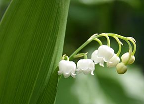 lily of the valley (Convallaria majalis)