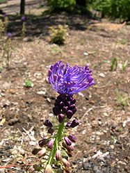 Leopoldia comosa