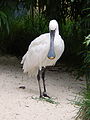 Deutsch: Löffler (Platalea leucorodia) im Tierpark Bochum. English: Eurasian spoonbill (Platalea leucorodia) in the Tierpark Bochum, Germany.   This file was uploaded with Commonist.