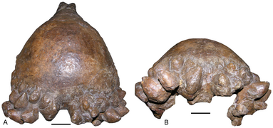 February 24: The holotype adult skull of Pachycephalosaurus reinheimeri..