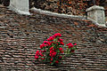 "Romania_roses_on_the_roof.jpg" by User:Christian Pirkl