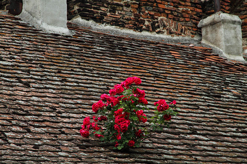 File:Romania roses on the roof.jpg