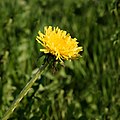 * Nomination Common Dandelion (Taraxacum officinale). --kallerna 15:24, 17 June 2010 (UTC) * Decline Subject out of focus -- Alvesgaspar 23:16, 22 June 2010 (UTC)