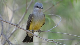 Western Kingbird - 8748360249.jpg