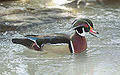 * Nomination Wood Duck (Aix sponsa) Richard Bartz 16:25, 24 March 2008 (UTC) * Promotion Good solid quality. --Dschwen 23:54, 24 March 2008 (UTC)