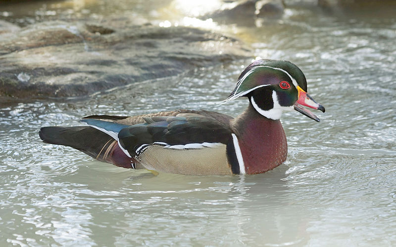 File:Brautente Wood Duck Aix sponsa.jpg