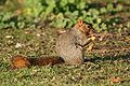 * Nomination Fox Squirrel (Sciurus niger). --Calibas 04:06, 19 October 2007 (UTC) * Promotion really good photo, nice background. Fabelfroh 15:31, 19 October 2007 (UTC)