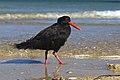 * Nomination Variable Oystercatcher (Haematopus unicolor) --LC-de 21:54, 22 January 2012 (UTC) * Promotion Good quality. --NorbertNagel 21:13, 23 January 2012 (UTC)