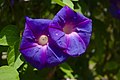 * Nomination A Morning Glory (Ipomoea purpurea) flower near Aruvikkara Dam --Shishir 13:27, 10 October 2017 (UTC) * Decline Most parts not sharp, especially the center of the flowers --Llez 17:47, 10 October 2017 (UTC)