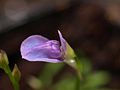 Utricularia babui flora