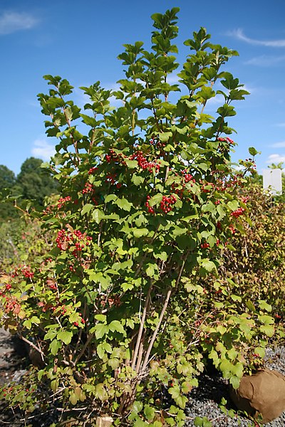 File:Viburnum opulus 9zz.jpg