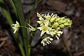 Zigadenus venenosus