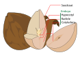 * Nomination A SVG diagram of a avocado seed by User:LadyofHats, nom. by Rocket000 04:58, 9 December 2007 (UTC) * Decline I find the close together and bent label lines annoying and hard to follow at a glance, and the 'Embryo' collective label awkward. Not quite up to LoH's usual standard :-) --Tony Wills 22:30, 12 December 2007 (UTC)