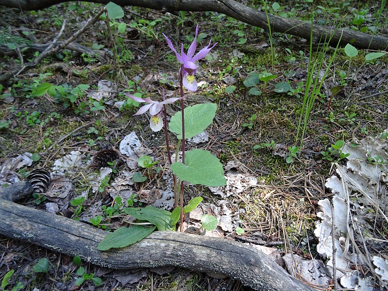 File:Calypso bulbosa 140620a.jpg