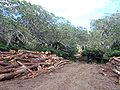 Logs, under tamarin trees, Réunion