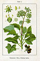 Hedera helix vol. 12 - plate 01 in: Jacob Sturm: Deutschlands Flora in Abbildungen (1796)