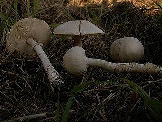 Leucoagaricus leucothites