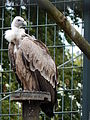 Deutsch: Gänsegeier (Gyps fulvus) im Tierpark Bochum. English: Griffon vulture (Gyps fulvus) in the Tierpark Bochum, Germany.   This file was uploaded with Commonist.