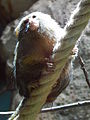 Deutsch: Zwergseidenäffchen (Cebuella pygmaea) im Fossilium des Tierparks Bochum. English: Pygmy marmoset (Cebuella pygmaea) in the fossilium of the Tierpark Bochum, Germany.   This file was uploaded with Commonist.