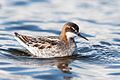 Male, breeding plumage