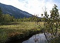 Bog in Vidalen nature reserve