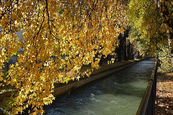 Yellow tree leaves like stars over the river Edesseos, in Edessa, Greece.