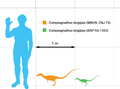 Size compared to a human.