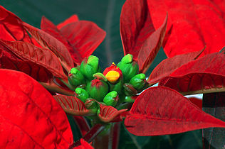 Poinsettia (Euphorbia pulcherrima)