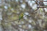 Thumbnail for File:GREEN BEE EATERS.jpg