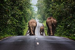 Second place: Wild elephants walking up a road in the area of Khao Yai National Park. – انتساب: Khunkay (CC BY-SA 3.0)