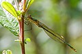 * Nomination Lestes sponsa, teneral --Loz 10:03, 24 August 2009 (UTC) * Promotion good --George Chernilevsky 11:40, 24 August 2009 (UTC)