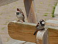 Deutsch: Wilde Haussperlinge (Passer domesticus) im Tierpark Bochum. English: Feral house sparrows (Passer domesticus) in the Tierpark Bochum, Germany.   This file was uploaded with Commonist.