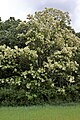 Robinia pseudoacacia in bloom, Slovakia