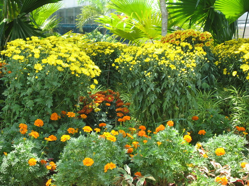 File:S2006 flowers 4.JPG