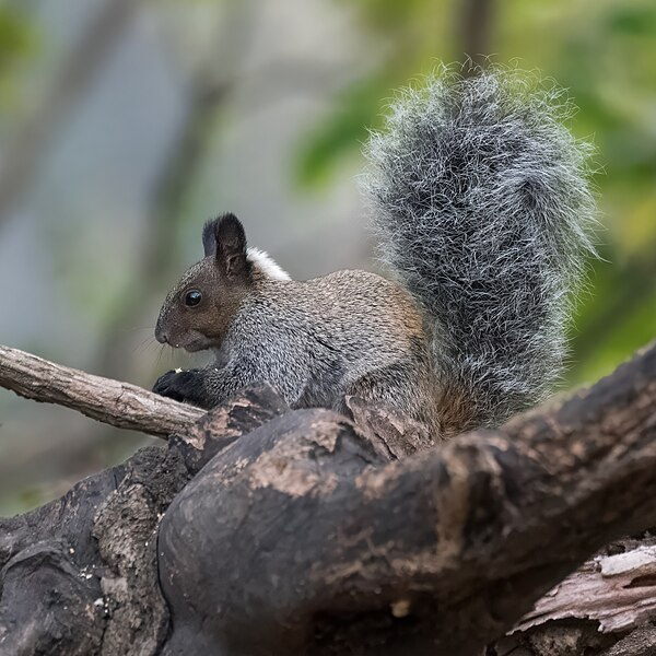 File:Sciurus stramineus 375135714.jpg