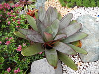 Anthurium brownii