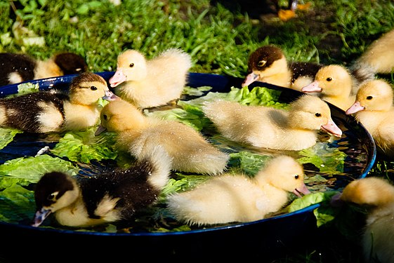 Baby ducks in water