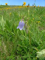 bellflower (Campanula)