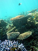 April 11: A coral reef community.