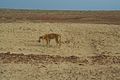 Near the Dingo fence