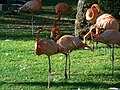 English: flamingo