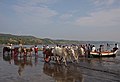 * Nomination Bullock cart at Harnai port in Konkan,India --Cj.samson 18:30, 5 December 2012 (UTC) * Promotion Could you, please, brighten it a bit ? --JLPC 19:07, 6 December 2012 (UTC)  Done brightness adjusted --Cj.samson 18:09, 7 December 2012 (UTC) Better : good quality. --JLPC 18:27, 7 December 2012 (UTC) Thanks for your review --Cj.samson 04:59, 8 December 2012 (UTC)