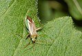 Deutsch: Weichwanze (Miridae) English: Miridae