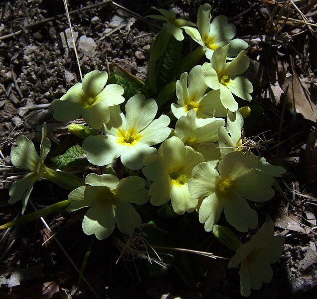 File:Primula acaulis Castelltallat.JPG