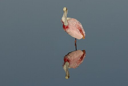 Roseate spoonbill in Florida